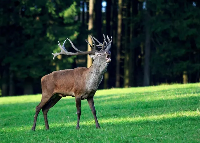 Klein 4* Bad Laasphe