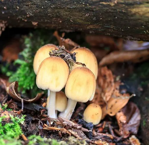 Klein Penzion Bad Laasphe